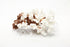 natural brown and white coral